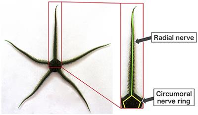 Decentralized Control Mechanism for Determination of Moving Direction in Brittle Stars With Penta-Radially Symmetric Body